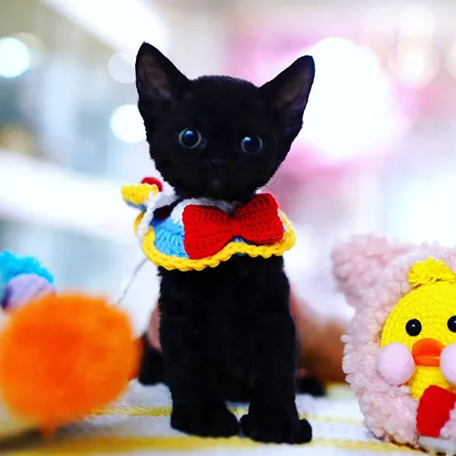 Buy Munchkin Kittens For sale Online Near me