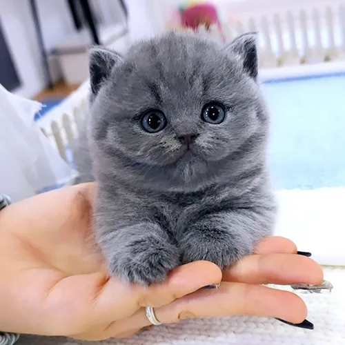 Buy Munchkin Kittens For sale Online Near me