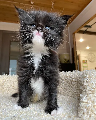Buy Healthy Maine Coon Kittens for sale near me