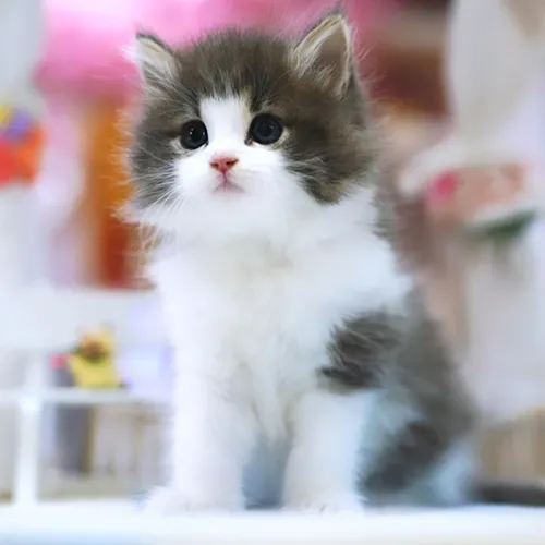 Buy Munchkin Kittens For sale Online Near me