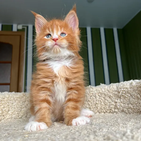 Buy Healthy Maine Coon Kittens for sale near me