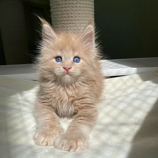 Buy Healthy Maine Coon Kittens for sale near me