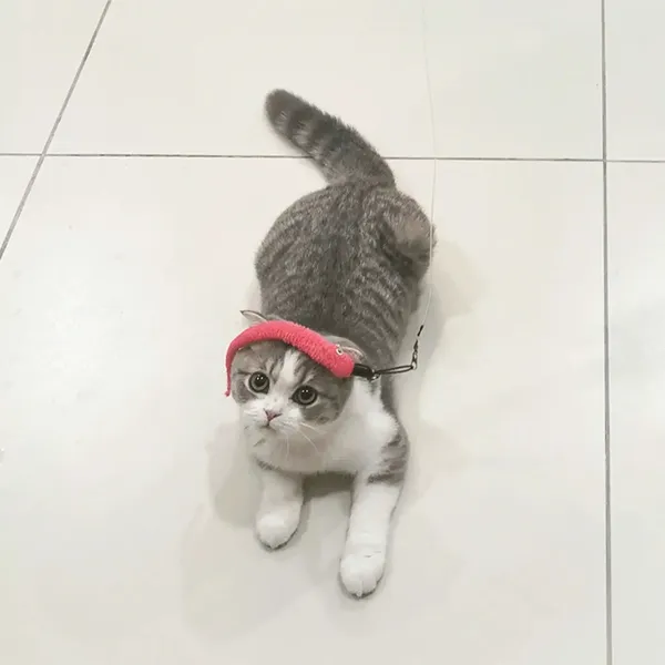 buy Scottish fold kittens Near me