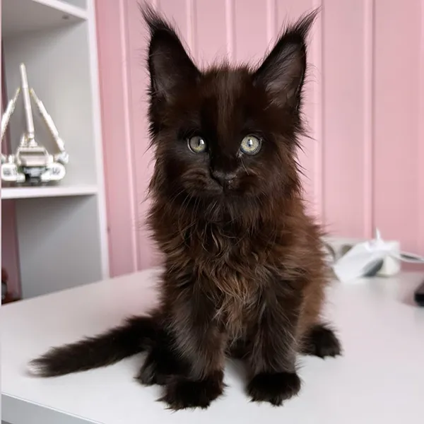 Buy Healthy Maine Coon Kittens for sale near me