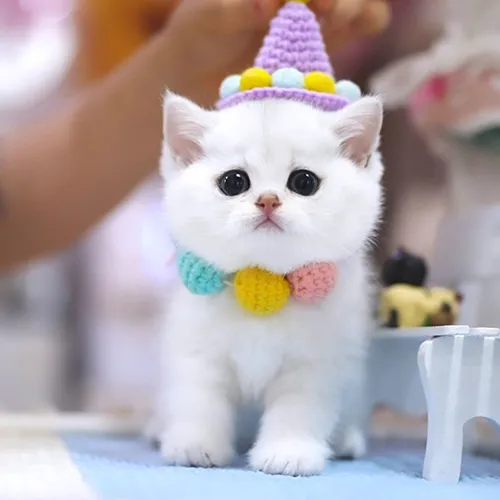 Buy Munchkin Kittens For sale Online Near me