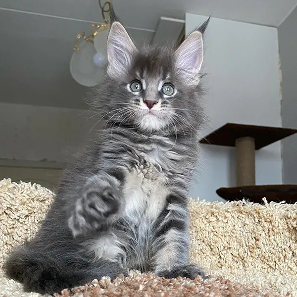 Buy Healthy Maine Coon Kittens for sale near me