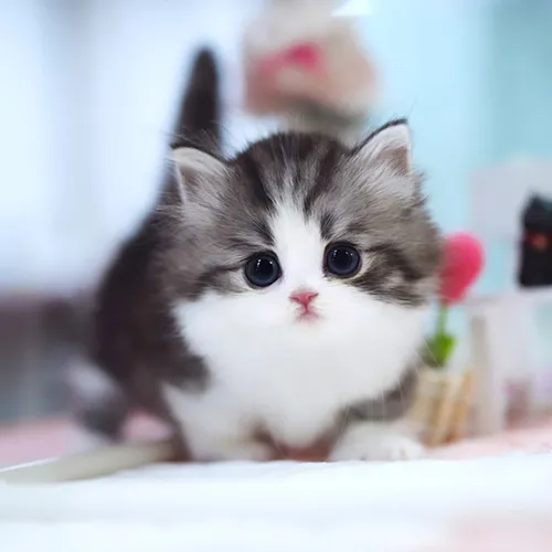 Buy Munchkin Kittens For sale Online Near me