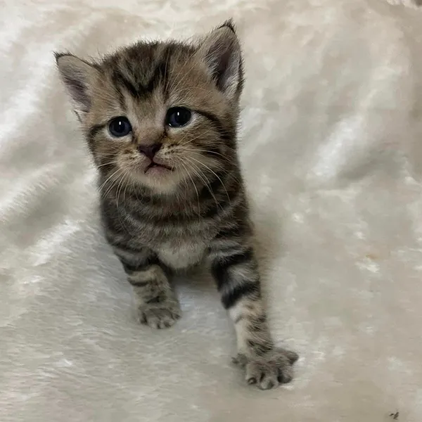 buy Scottish fold kittens Near me