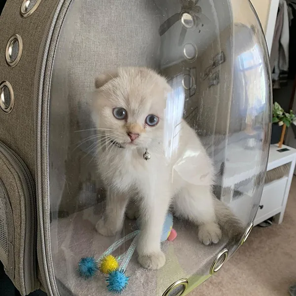 buy Scottish fold kittens Near me
