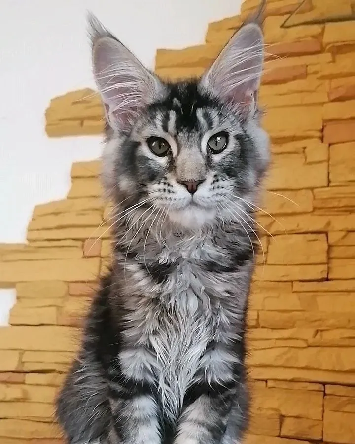 Buy Healthy Maine Coon Kittens for sale near me