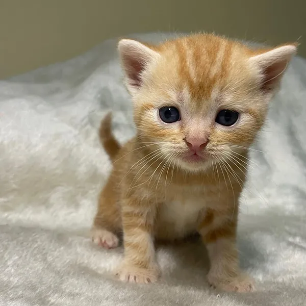 buy Scottish fold kittens Near me