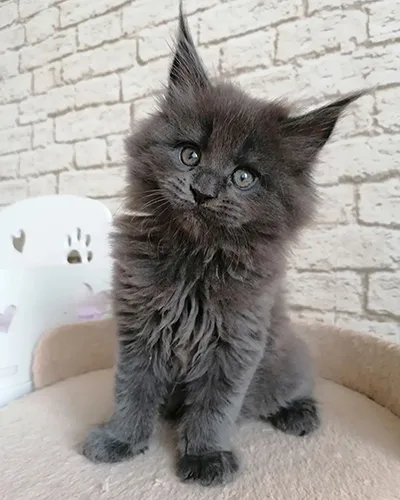 Buy Healthy Maine Coon Kittens for sale near me