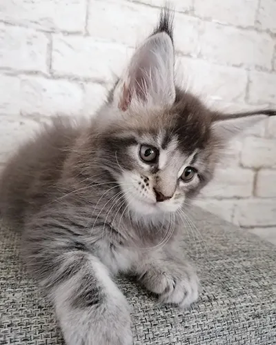 Buy Healthy Maine Coon Kittens for sale near me