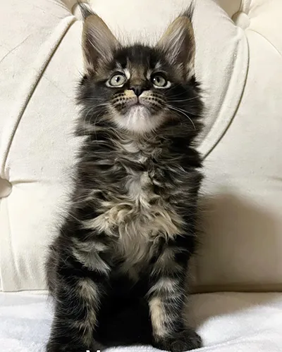Buy Healthy Maine Coon Kittens for sale near me