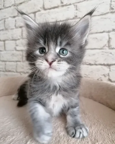 Buy Healthy Maine Coon Kittens for sale near me