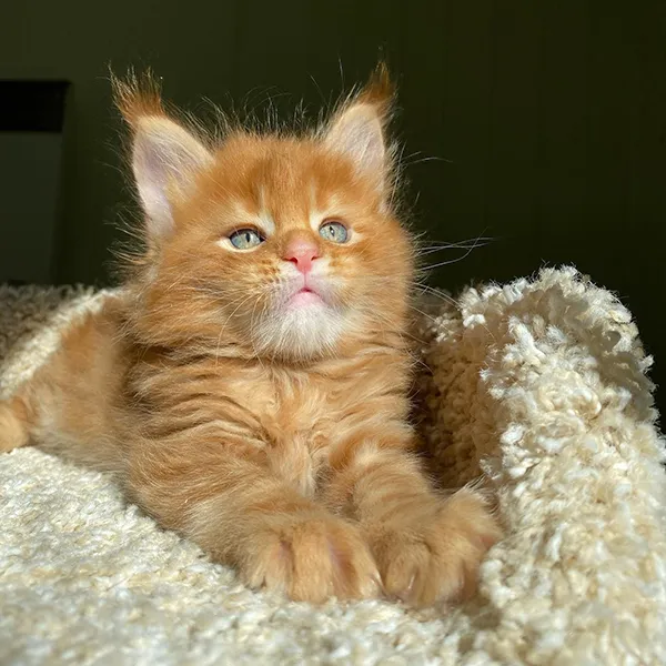 Buy Healthy Maine Coon Kittens for sale near me