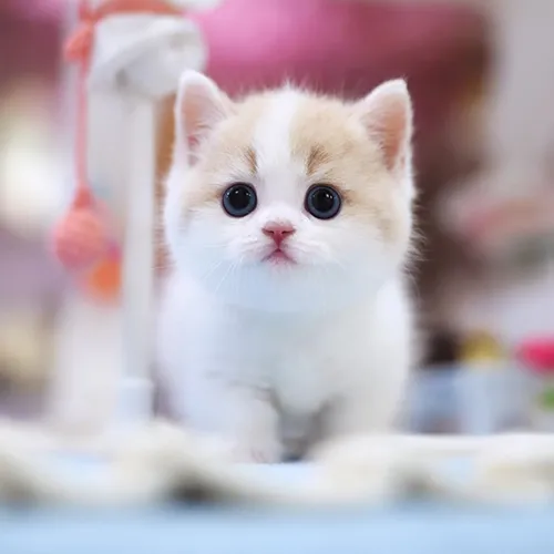 Buy Munchkin Kittens For sale Online Near me