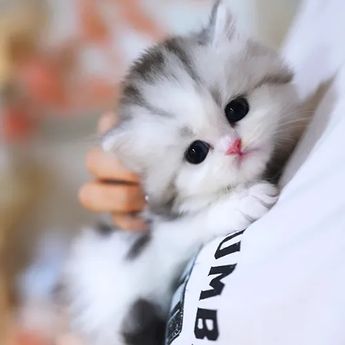 Buy Munchkin Kittens For sale Online Near me