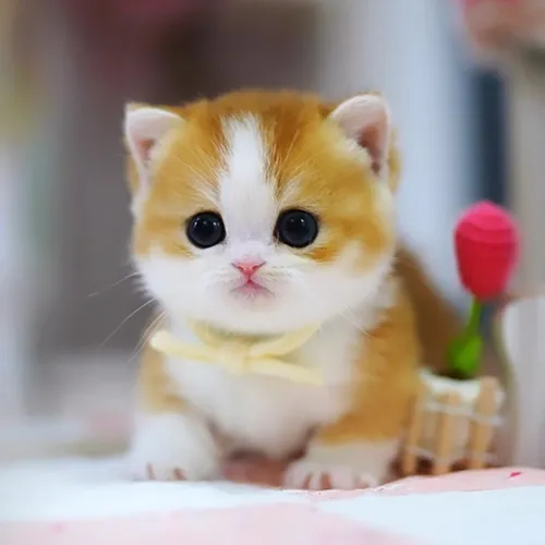 Buy Munchkin Kittens For sale Online Near me