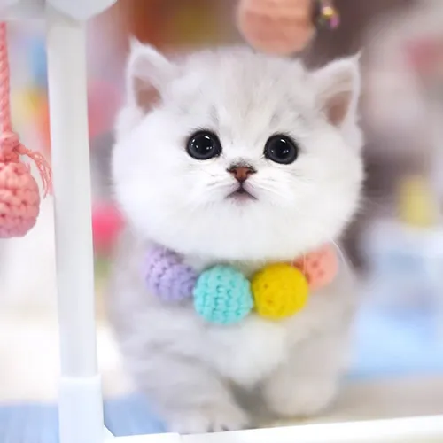 Buy Munchkin Kittens For sale Online Near me