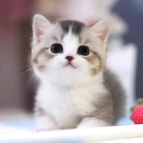 Buy Munchkin Kittens For sale Online Near me