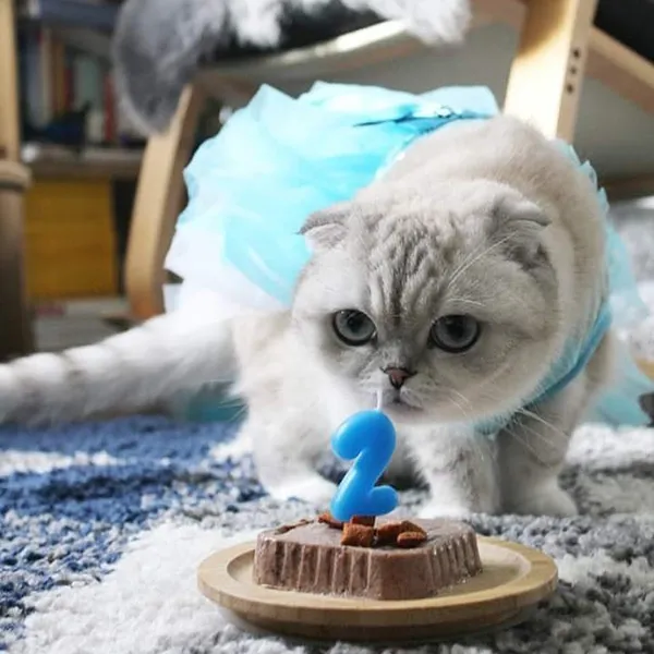 buy Scottish fold kittens Near me