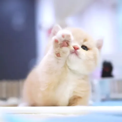 Buy Munchkin Kittens For sale Online Near me