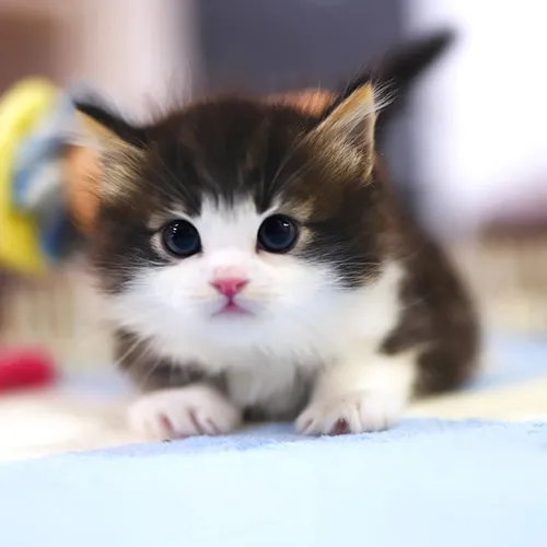 Buy Munchkin Kittens For sale Online Near me