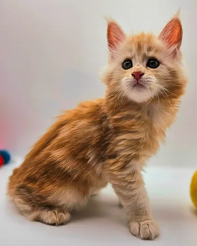 Buy Healthy Maine Coon Kittens for sale near me