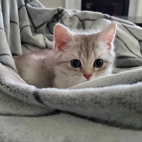 buy Scottish fold kittens Near me