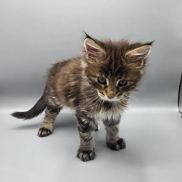 Buy Healthy Maine Coon Kittens for sale near me