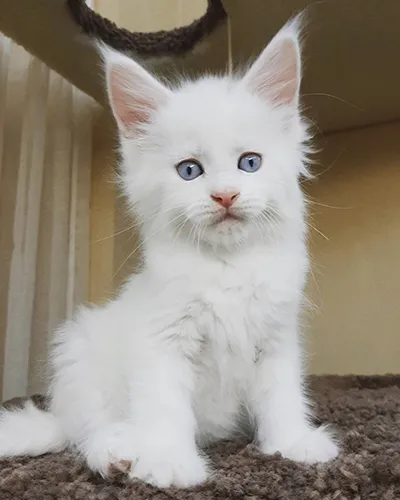 Buy Healthy Maine Coon Kittens for sale near me